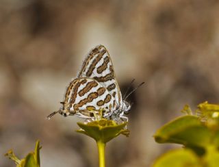 Sultan (Danaus chrysippus)