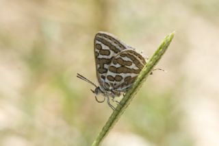 eytanck (Cigaritis acamas)