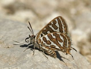 eytanck (Cigaritis acamas)