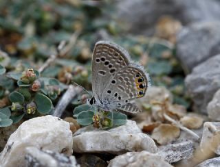 Mcevher Kelebei (Chilades trochylus)