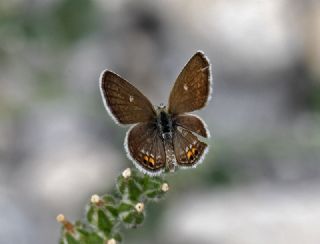 Mcevher Kelebei (Chilades trochylus)