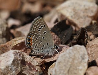 Mcevher Kelebei (Chilades trochylus)