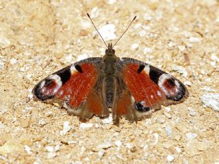 Tavus Kelebei (Inachis io)