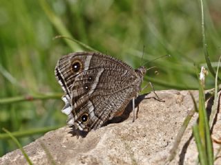 Beyaz Bandl Karamelek (Hipparchia parisatis)