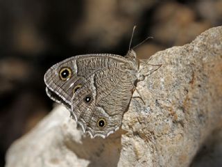 Beyaz Bandl Karamelek (Hipparchia parisatis)