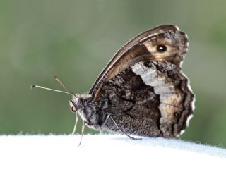 Byk Karamelek (Hipparchia syriaca)
