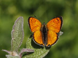 Osmanl Atei (Lycaena ottomanus)