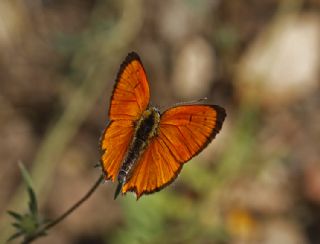 Osmanl Atei (Lycaena ottomanus)