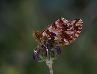 Balkan Meneke Kelebei (Boloria graeca)