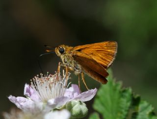 Orman Zpzp (Ochlodes sylvanus)