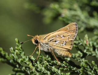 Gm Benekli Zpzp (Hesperia comma)