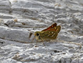 Gm Benekli Zpzp (Hesperia comma)