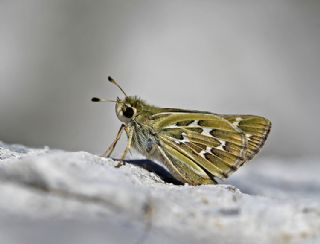 Gm Benekli Zpzp (Hesperia comma)