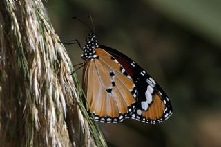 Sultan (Danaus chrysippus)