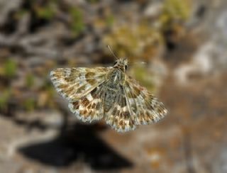 Cezayir Zpzp (Carcharodus stauderi)