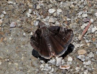 Kara Zpzp (Erynnis marloyi)