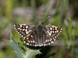 Ebegmeci Zpzp (Pyrgus malvae)
