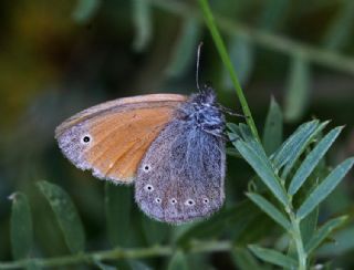 Kafkasya Zpzp Perisi (Coenonympha symphita)