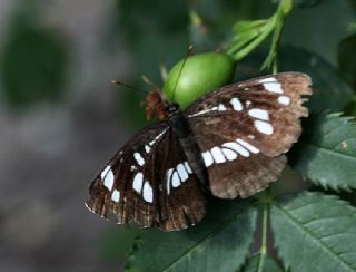 Szlen Karakz (Neptis rivularis)