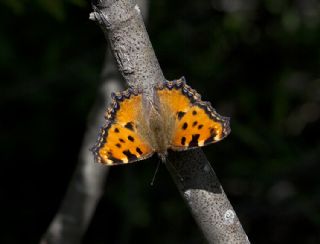 Karaaa Nimfalisi (Inachis polychloros)