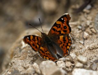 Anadolu ehzadesi (Thaleropis ionia)