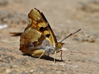 Anadolu ehzadesi (Thaleropis ionia)