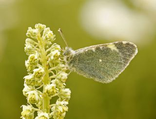 Dou Elfinstonyas (Euchloe penia)