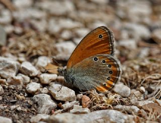 Rus Zpzp Perisi (Coenonympha leander)