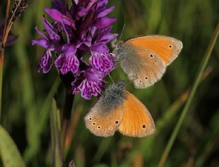 Kafkasya Zpzp Perisi (Coenonympha symphita)