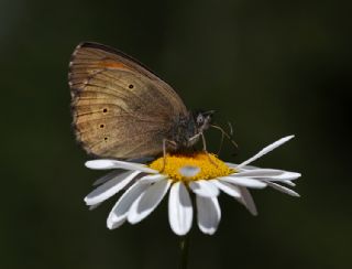 Kaya Esmeri (Kirinia clymene)