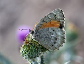 Kaya Esmeri (Kirinia clymene)
