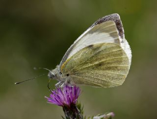 B�y�k Beyazmelek &nbsp;(Pieris&nbsp;brassicae)