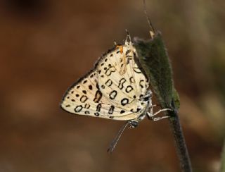 Uygur eytanc (Cigaritis uighurica)