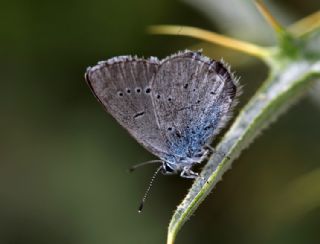 Mavi Osiris (Cupido osiris)