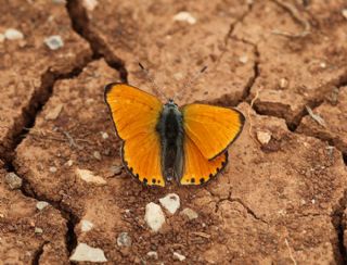 Alev Ategzeli (Lycaena kefersteinii)