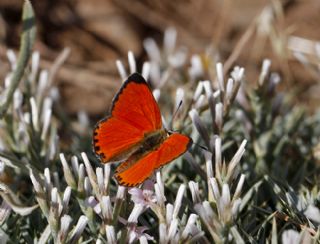 Da Atei (Lycaena thetis)