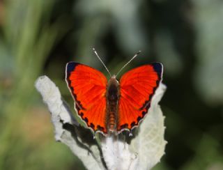 Da Atei (Lycaena thetis)