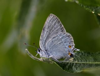 Mavi Sevbeni (Satyrium armenum)