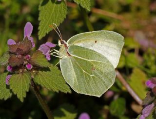 Kleopatra (Gonepteryx cleopatra)