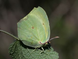 Kleopatra (Gonepteryx cleopatra)