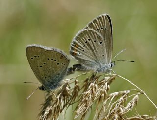 okgzl Gzel Mavi (Polyommatus bellis)