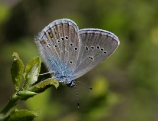 okgzl Gzel Mavi (Polyommatus bellis)