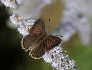okgzl Kk Turan Mavisi (Polyommatus cornelius)