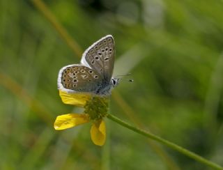 okgzl Kafkasya Erosu (Polyommatus erotulus)