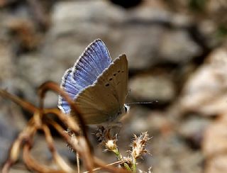 Anadolu Gzel Mavisi, Taskent Blue (Polyommatus guezelmavi)