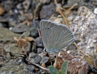 Anadolu Gzel Mavisi, Taskent Blue (Polyommatus guezelmavi)