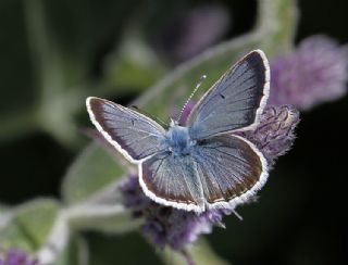 Anadolu okgzls (Polyommatus hyacinthus)