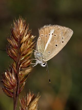 okgzl figenya (Polyommatus iphigenia)