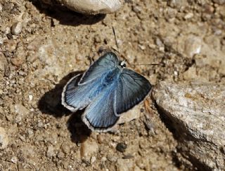 okgzl Carbonell Mavisi (Polyommatus lycius)