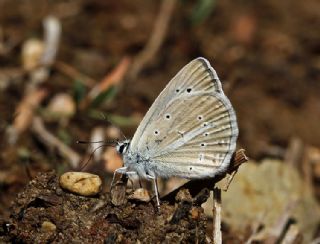 okgzl Carbonell Mavisi (Polyommatus lycius)